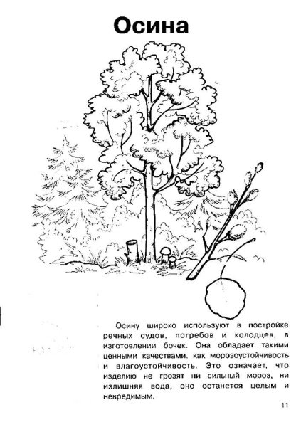 Осина раскраска