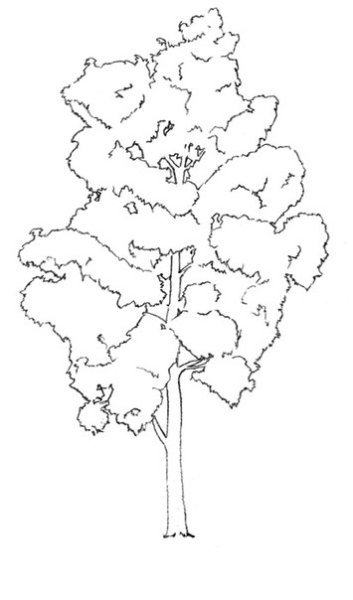 Раскраска осина дерево
