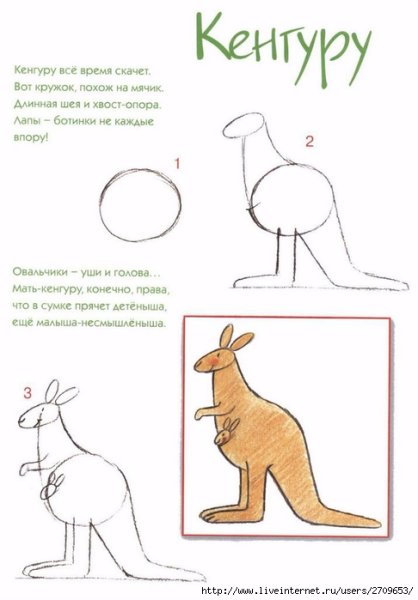 Кенгуру рисунок карандашом