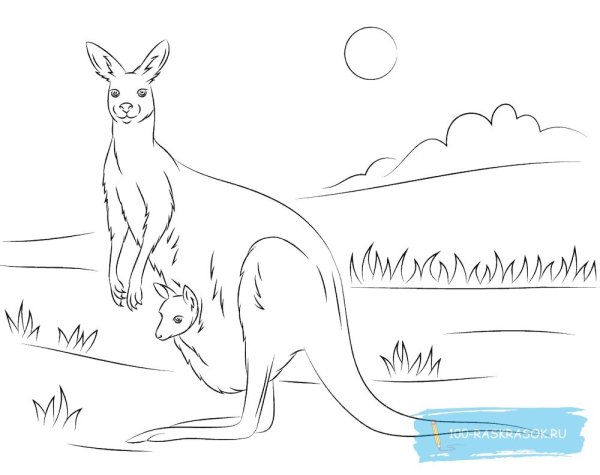 Раскраска кенгуру реалистичная