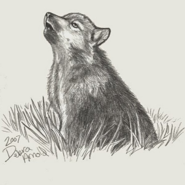 Волчонок рисунок