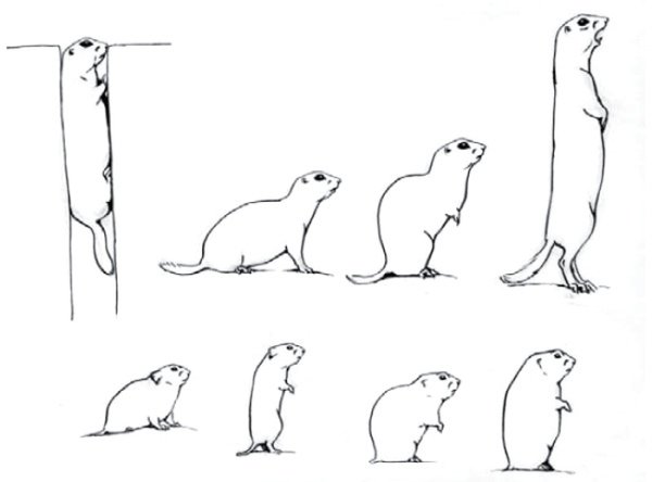 Луговая собачка, лемминг