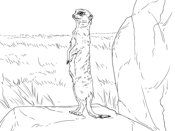 Рисунок суслика карандашом для детей