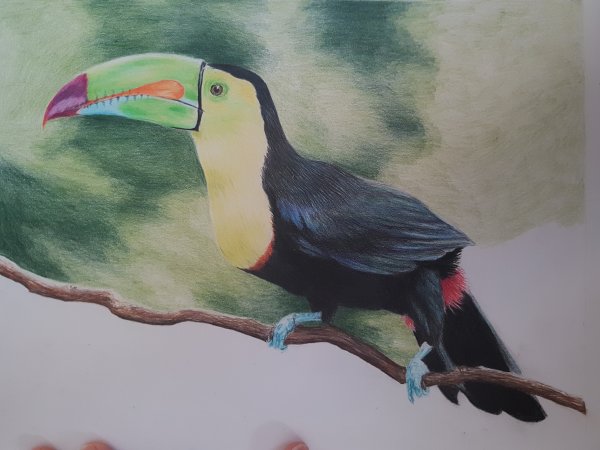 Тукан поэтапное рисование