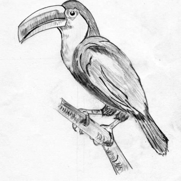 Тукан рисунок карандашом для срисовки