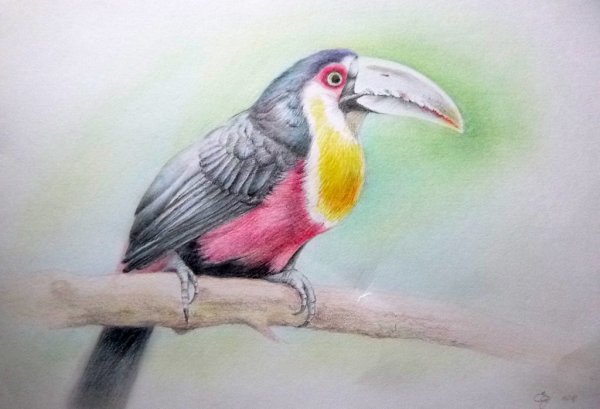 Тукан сухой пастелью