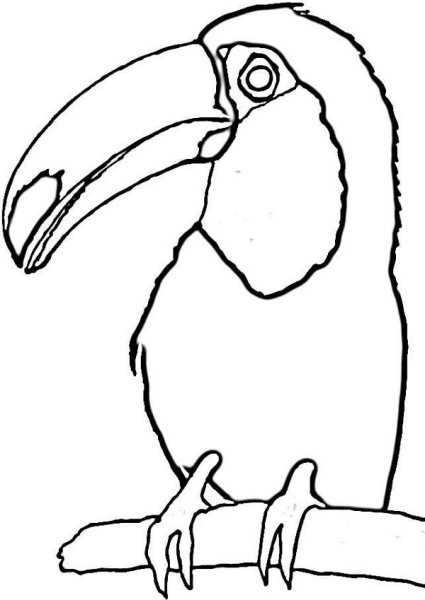 Тукан рисунок для детей