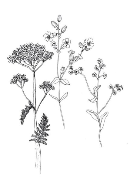 Ахиллея птармика рисунок