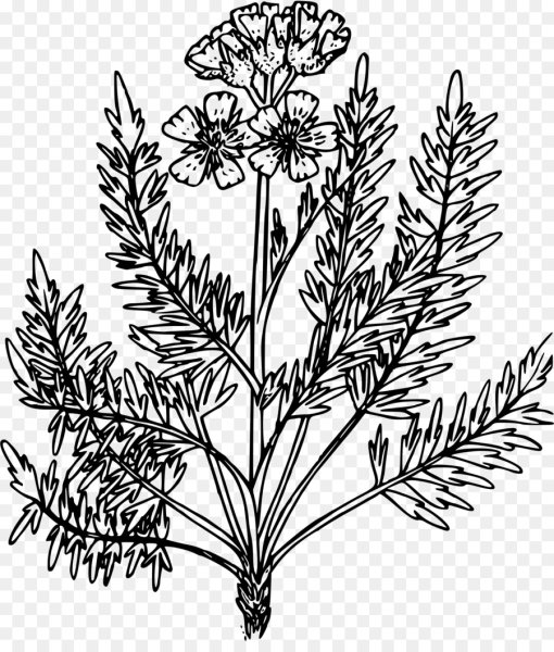 Achillea millefolium ботаника