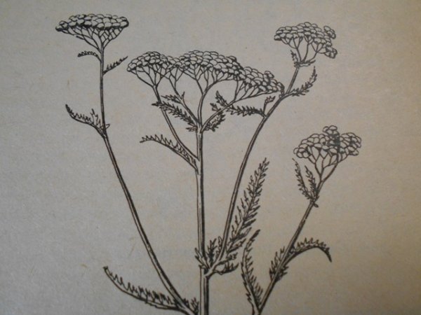 Тысячелистник обыкновенный раскраска