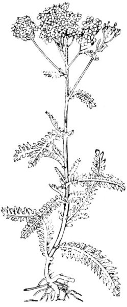 Тысячелистник и хамазулен