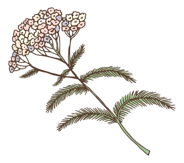 Тысячелистник стилизация