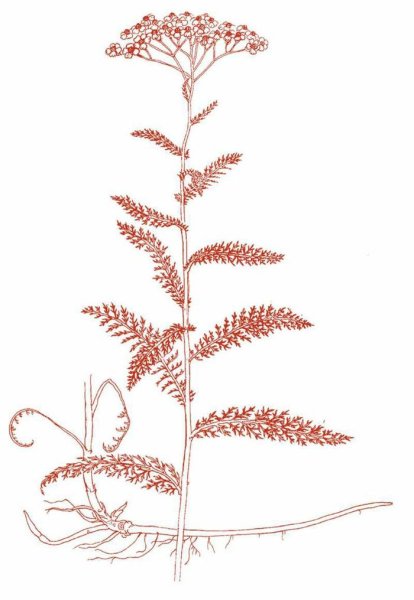 Тысячелистник раскраска