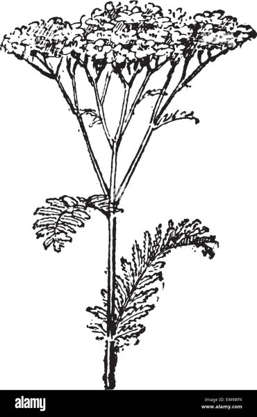 Бессмертник песчаный нарисовать