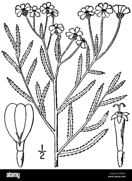 Тысячелистник обыкновенный раскраска