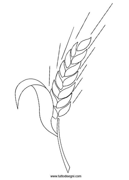 Пшеница раскраска для детей