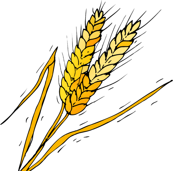 Пшеница карандашом