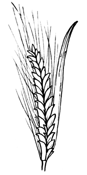 Пшеница раскраска для детей