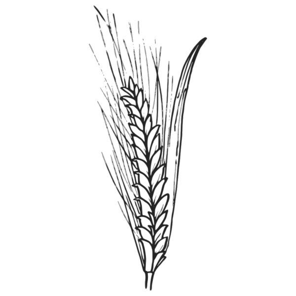 Пшеница эскиз