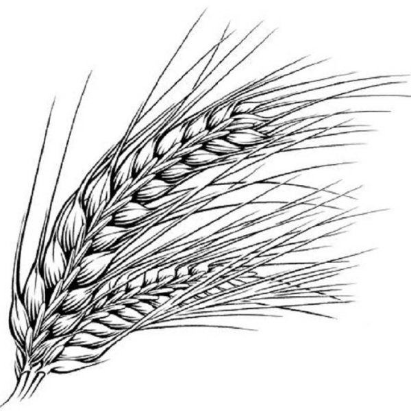 Колос пшеницы рисунок