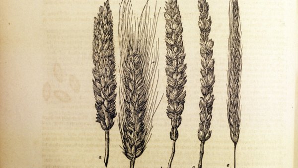 Колосья гравюра