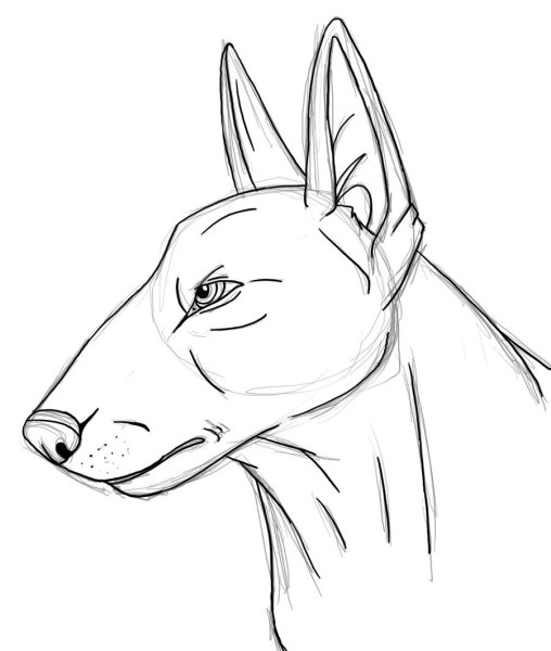 Бультерьер карандашом