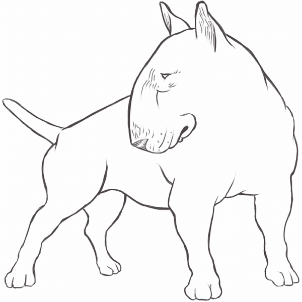 Бультерьер карандашом