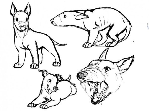 Бультерьер рисунок для срисовки