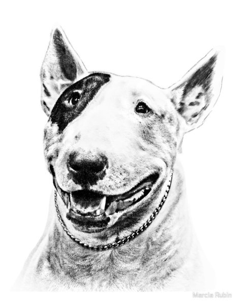 Тату бультерьер