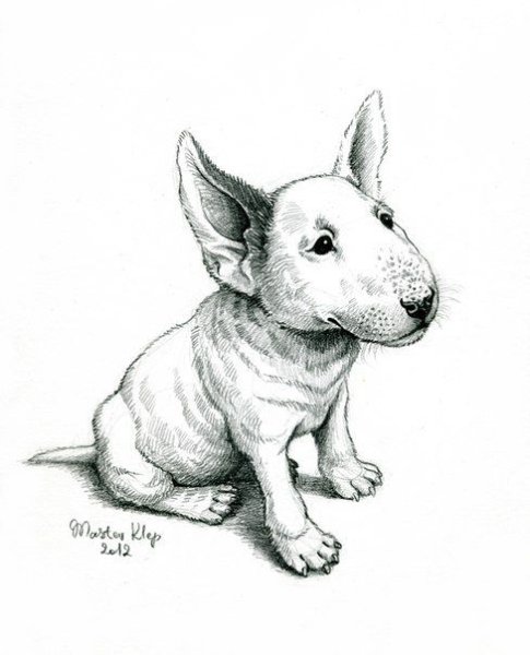 Бультерьер набросок