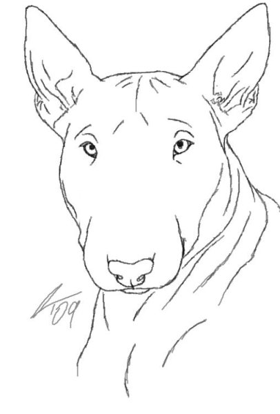 Референс собаки бультерьер спереди