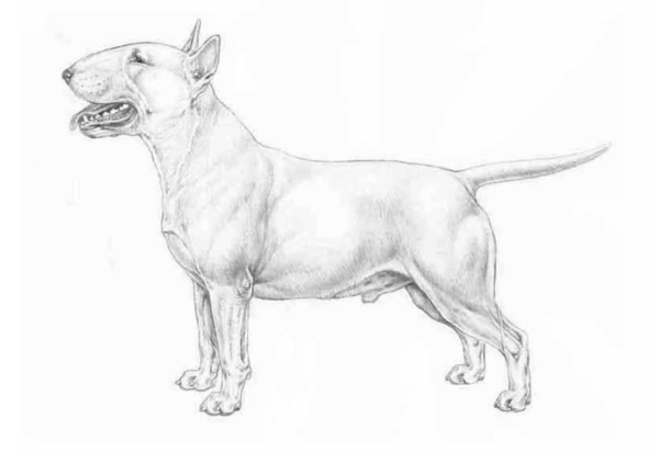 Бультерьер стандарт ФЦИ