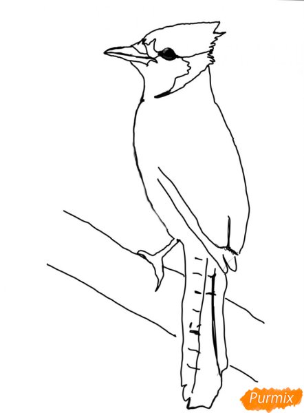 Сойка рисунок карандашом