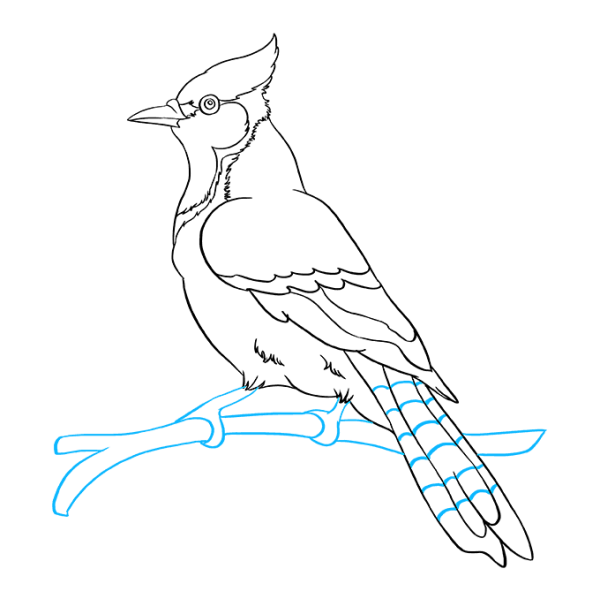 Сойка птица раскраска