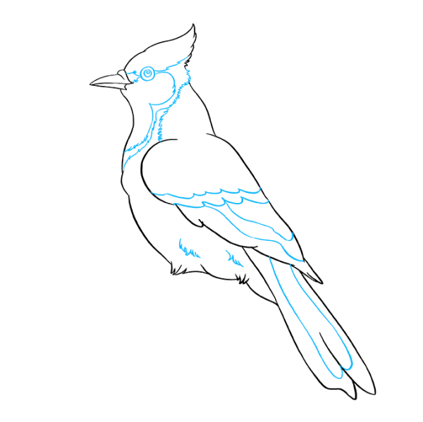 Сойка птица раскраска