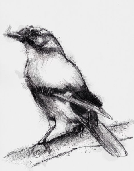 Сойка карандашом