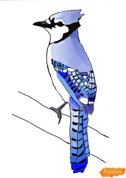 Сойка рисунок