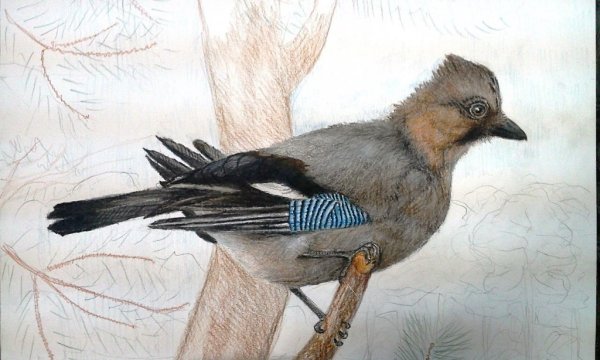 Нарисовать сойку