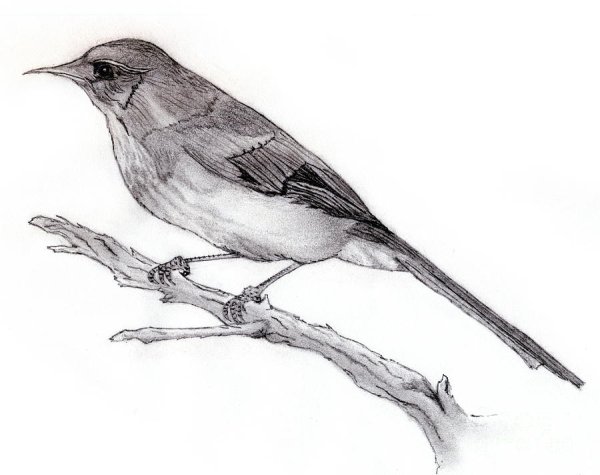 Сойка карандашом