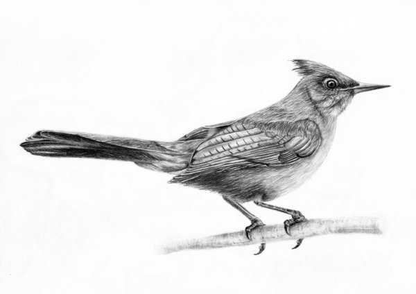 Сойка птица