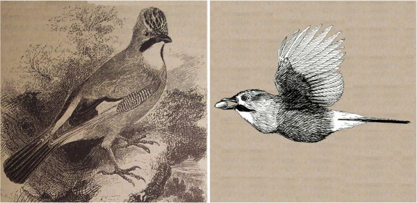 Сойка карандашом