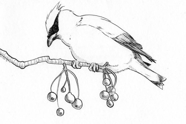 Сойка раскраска