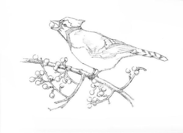 Сойка для раскрашивания детям