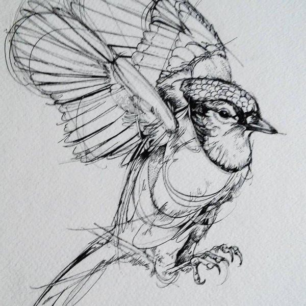 Птица рисунок