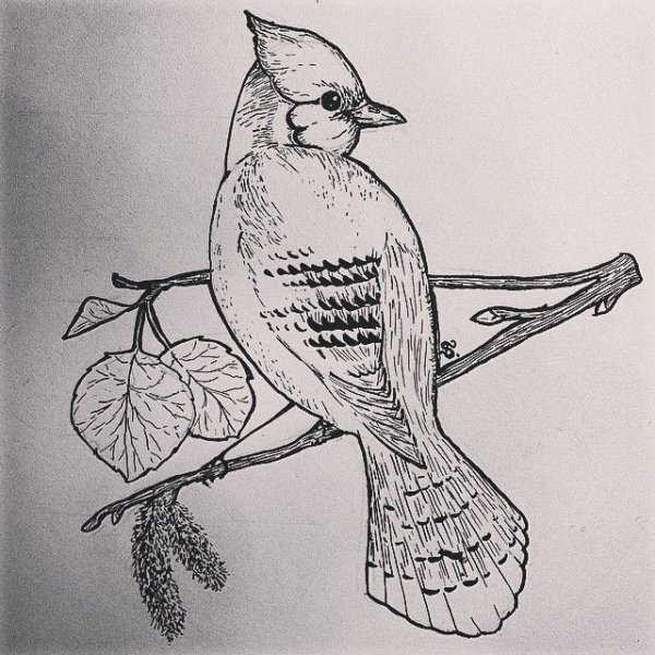 Сойка птица раскраска