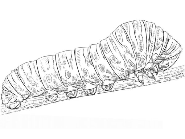 Гусеница листовертка раскраска