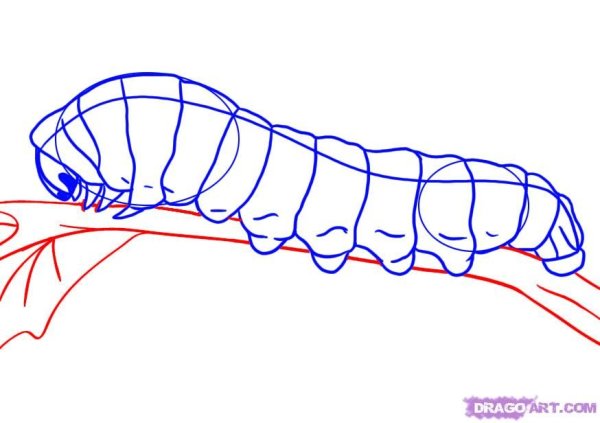 Поэтапное рисование гусеницы для детей