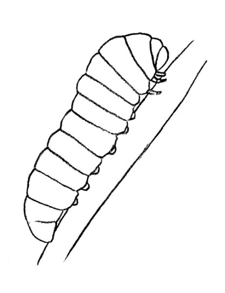Личинка раскраска