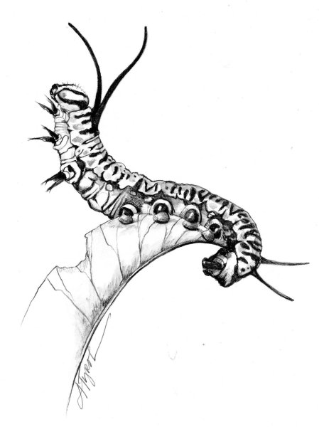 Гусеница Графика