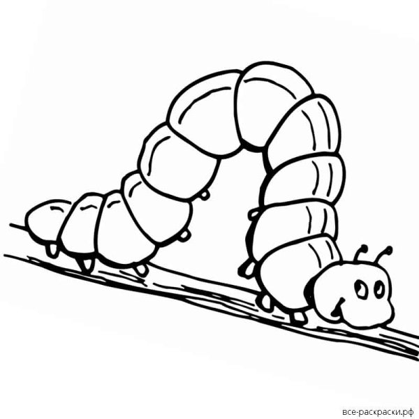 Гусеница черно белая